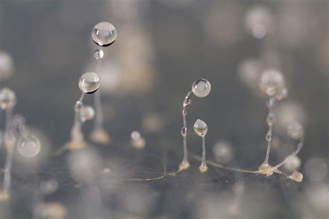  Dictyostelium Discoideum: En fascinerande slemva som kombinerar individuella behov med samhällsbyggande!