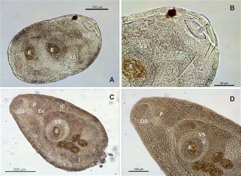  Digenea: En parasit som lever med överraskande elegans i den största biomasen på vår planet!