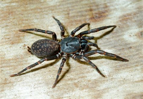  Queensland Funnel-Web Spider: Den mystiska och dödliga fångaren som spinner en labyrint av dödlig ödets väv!