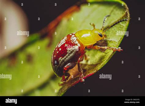  Quince-Colored Leaf Beetle – Small But Mighty! An In-Depth Exploration into the World of Colorful Critters