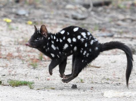  Quoll! Den smått förvirrade och osedvanligt aggressiva pungdjuren som fascinerar hela världen.