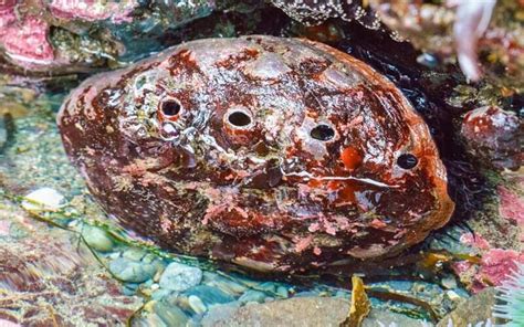  Ramshackle Shells and Tentacled Treasures: Unveiling the Remarkable World of the Red Abalone!