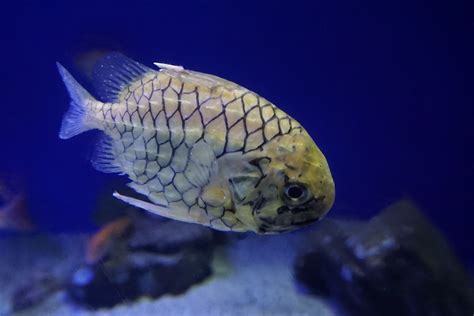  Den Nyskapande Drömfisken! En Underbar Fisk Med Ljusproducerande Fjäll