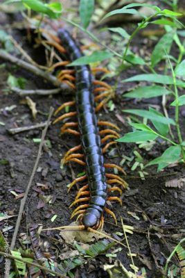  Xenodermus: En Myriapod med Ben som Sitter i Fjällen och Äter Masker