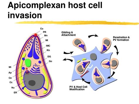  Apicomplexan – Ett encelligt djur med en förmåga att manipulera värdceller och sprida sig som ett moln!