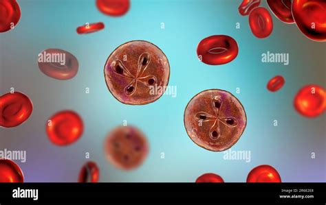  Babesia - En Parasit Med Ett Oväntat Hem!