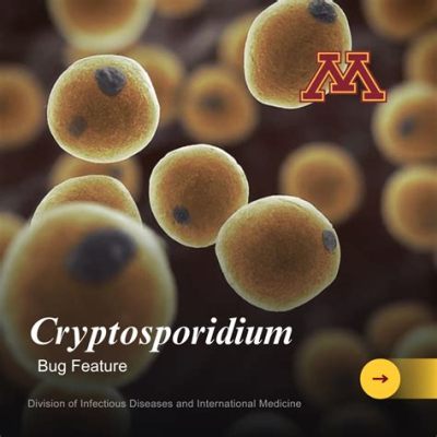  Cryptosporidium!  A Tiny Parasite That Makes a Big Splash in Water