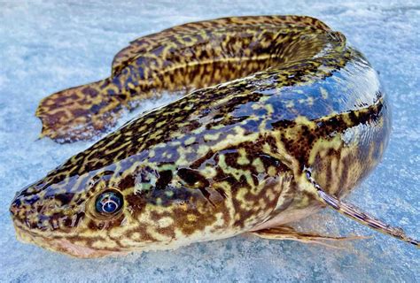  Eelpout! Den Lilla Fisken Med En Mycket Stort Och Utbrett Livsstadium