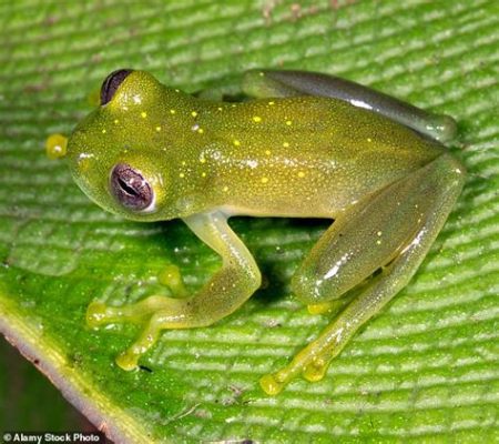  Guyana-Glassfrog Enjoys Basking Underneath Leaves While Exhibiting Translucent Skin