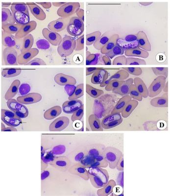  Hepatozoon! En Parasit som Lämnar Inget Ställe Orört