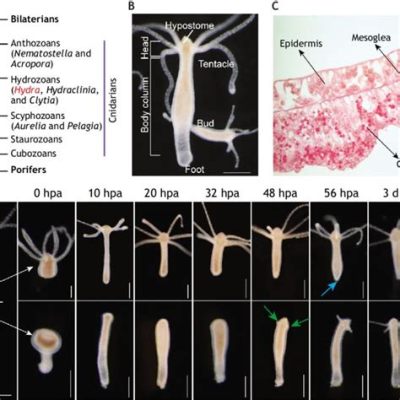 Heteromastides! En djurskugga som kombinerar elegans med en förbluffande förmåga att regenerera sina kroppsdelar