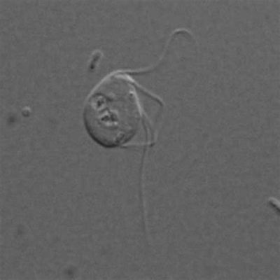  Monocercomonoides: En mikroskopisk dvärg utan mitokondrier som lever på den största parasitfesten i världen!