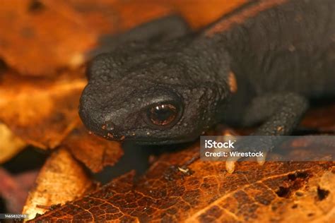  Newt: En Kryptisk Amfibie Med Glimrande Hud Och Fascinerande Fortplantningsvanor!