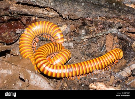  Orange Millipede: Den skälvande krabben som kryper i skuggan av lövhögar!